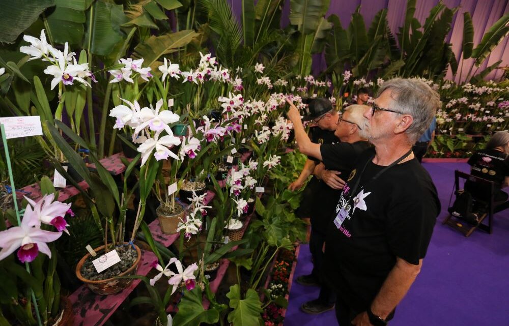 Festa das Flores de Joinville lança novo site e inicia venda de ingressos on line com preços promocionais