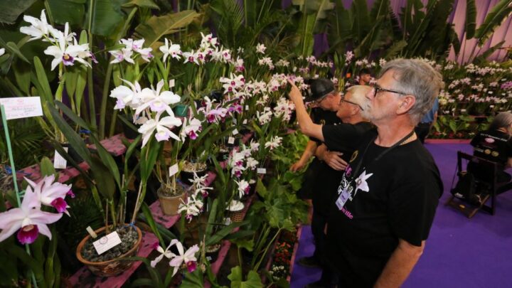 Festa das Flores de Joinville lança novo site e inicia venda de ingressos on line com preços promocionais
