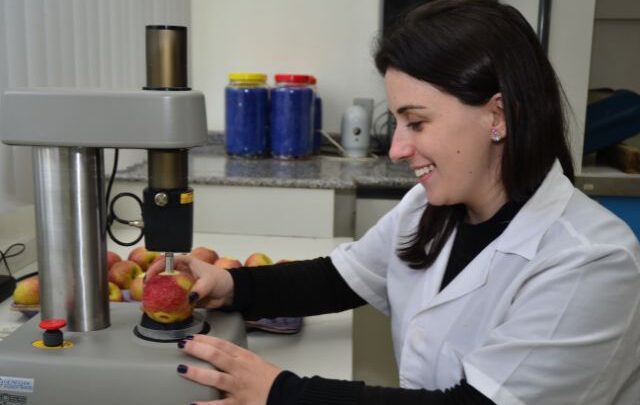 50 anos de pesquisa da Epagri transformam o Brasil de importador a exportador de maçã