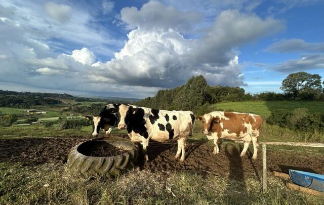 Santa Catarina avança na produtividade da pecuária leiteira