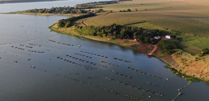 É falso que o cultivo de tilápia será proibido no Brasil
