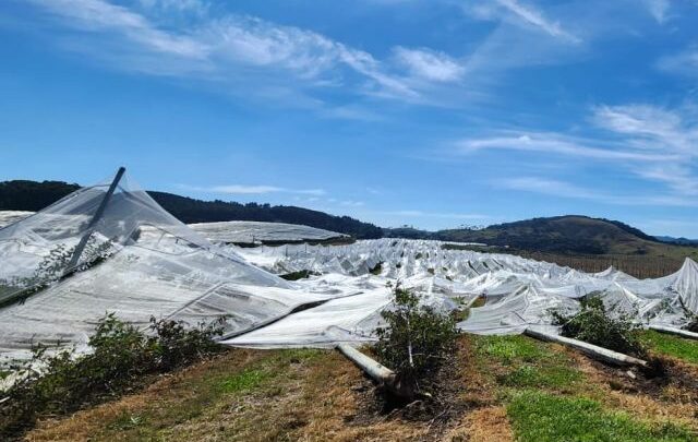 SC: Governo reforça apoio a agricultores afetados por granizo