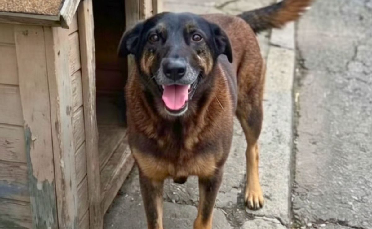 O Caso do Cão Orelha e a Normalização da Violência como Linguagem Digital O Caso do Cão Orelha e a Normalização da Violência como Linguagem Digital