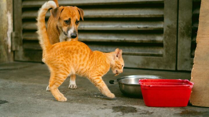 Castração e Proteção Animal: Por Que Gestores Públicos Precisam Priorizar Essa Política no Município