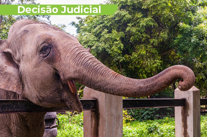 Elefanta de zoo prestes a ser desativado em SC aguardará destino definitivo no local