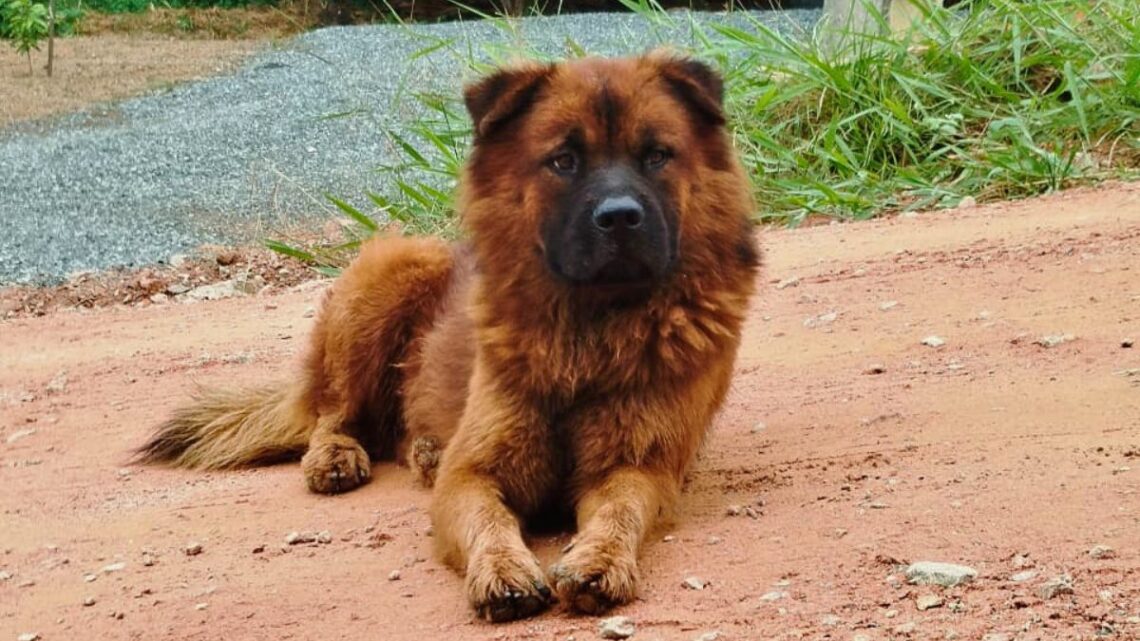 Câmara debate proibição de animais soltos, microchipagem e castração em Timbó Câmara debate proibição de animais soltos, microchipagem e castração em Timbó