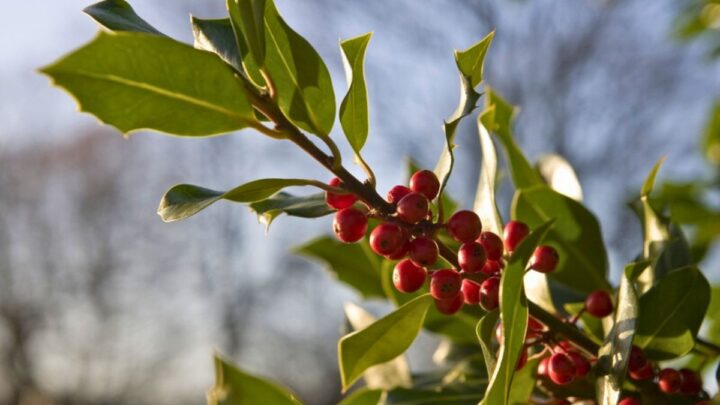 Tecnologia desenvolvida em Timbó contribui para eficiência da cafeicultura brasileira
