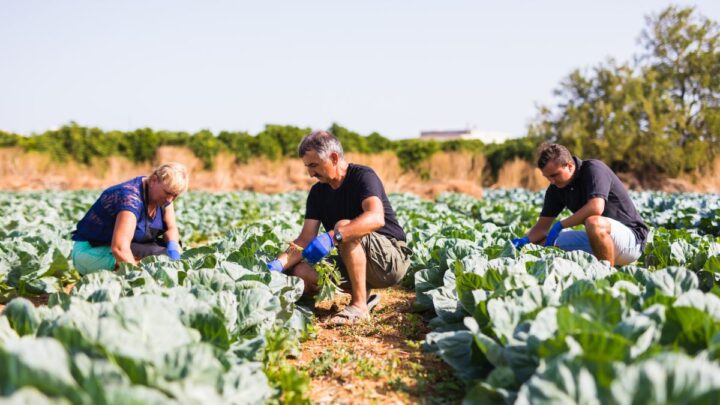 Veto do governador Jorginho Mello retira garantia de mercado e agricultura familiar de SC perde R$ 125 milhões