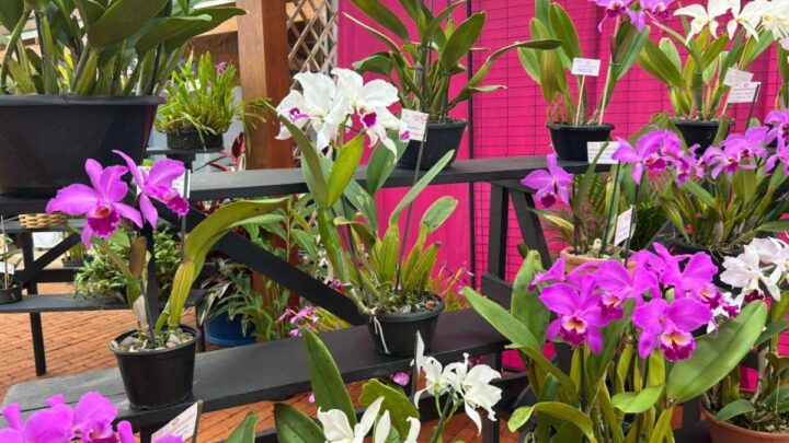 Festival das Flores: Orquídeas, Feira e Oficinas de Cultivo Grátis